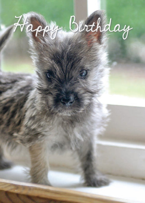 Birthday Card - Cairn Terrier  (Order in 6)