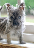 Birthday Card - Cairn Terrier  (Order in 6)