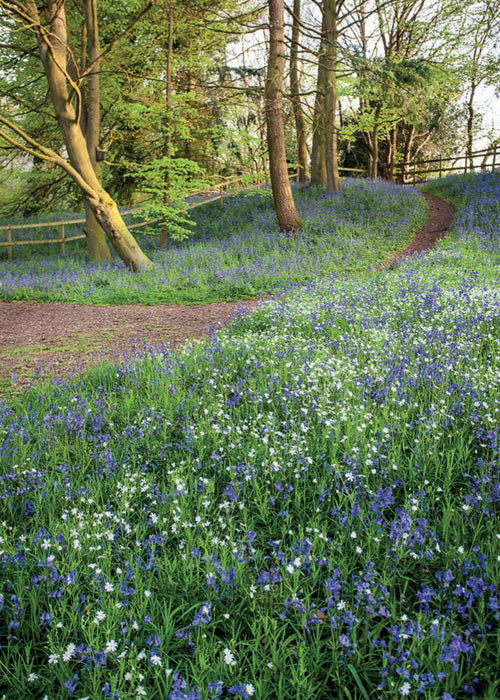 Blank Card - Bluebell Wood  (Order in 6)