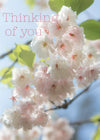 Thinking of You Card - Blossom /Blue Sky  (Order in 6)
