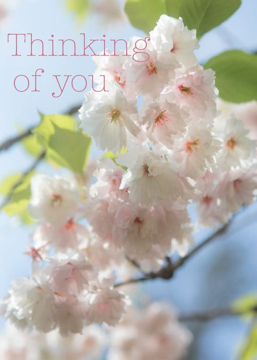 Thinking of You Card - Blossom /Blue Sky  (Order in 6)