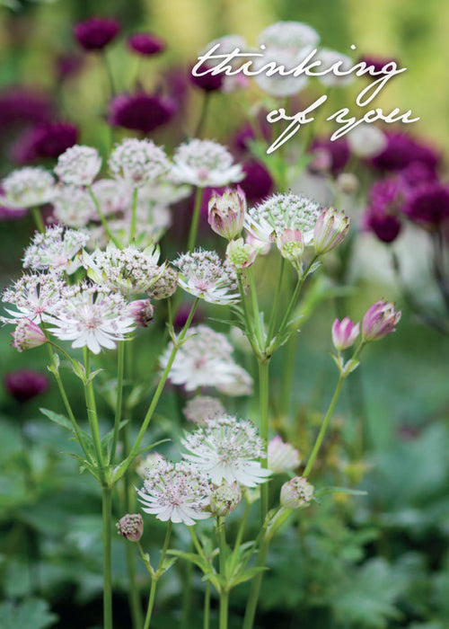 Thinking of You Card - Summer Flower Border  (Order in 6)
