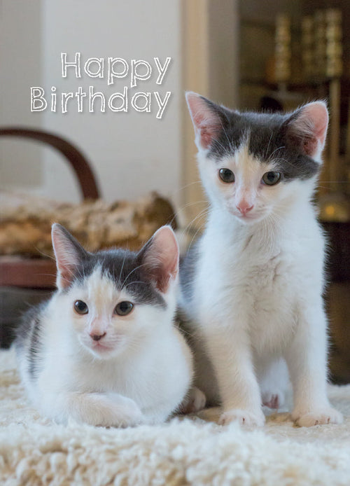 Birthday Card - Grey And White Kittens  (Order in 6)