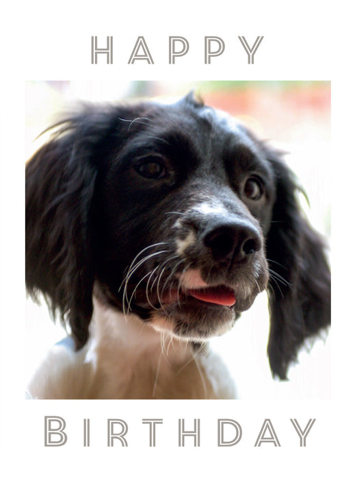 Birthday Card - Cocker Spaniel  (Order in 6)