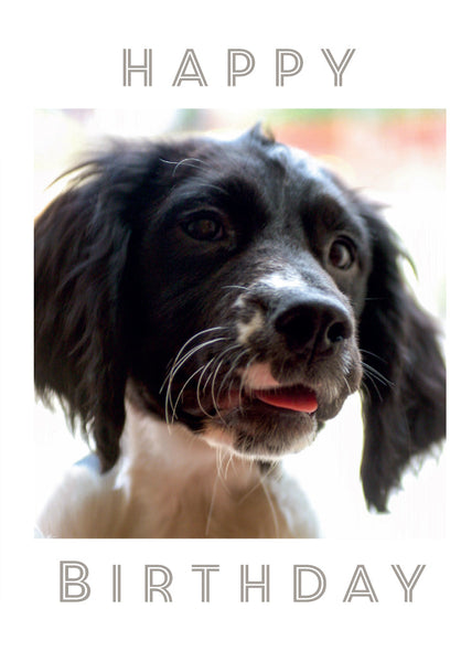 Birthday Card - Cocker Spaniel  (Order in 6)