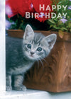 Birthday Card - Grey Kitten By Windowbox  (Order in 6)