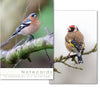 Notecard Wallet - Finches (10 cards)