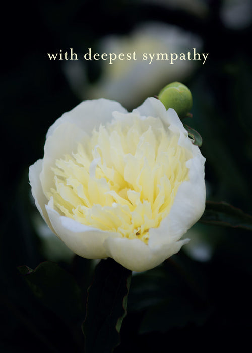 Sympathy Card - White Paeony  (Order in 6)