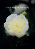 Sympathy Card - White Paeony  (Order in 6)