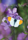 Sympathy Card - Orange Tip Butterfly  (Order in 6)