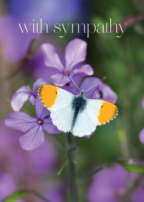 Sympathy Card - Orange Tip Butterfly  (Order in 6)
