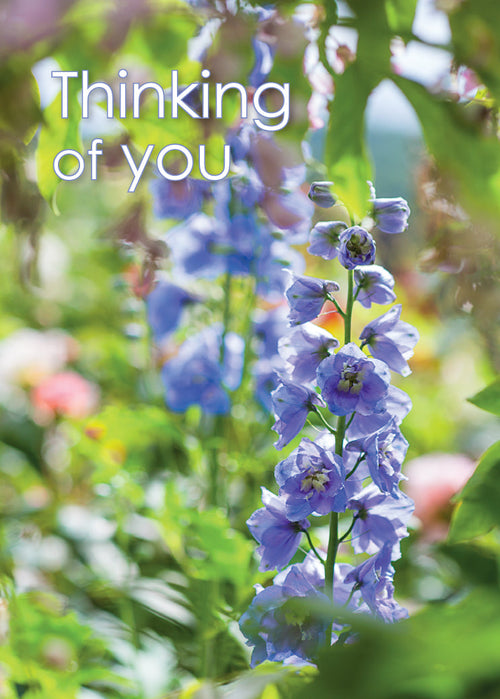 Thinking of You Card - Blue Delphinium  (Order in 6)