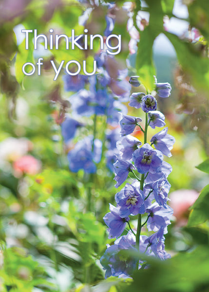 Thinking of You Card - Blue Delphinium  (Order in 6)