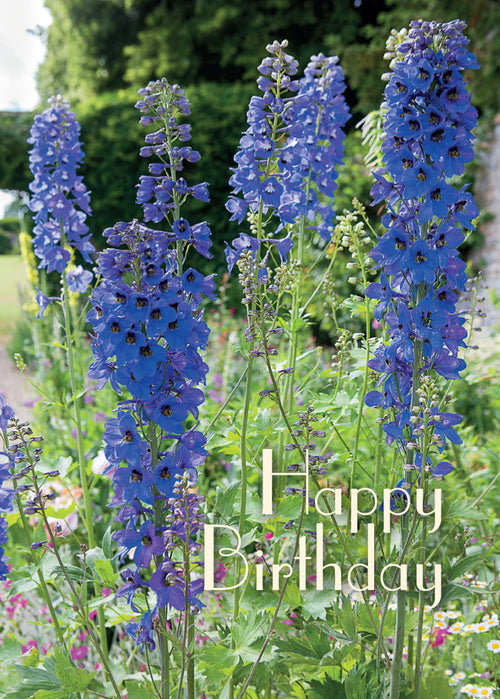 Birthday Card - Blue Delphiniums  (Order in 6)