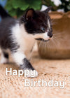 Birthday Card - Black And White Kitten  (Order in 6)