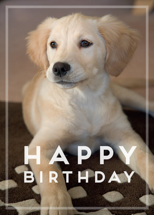 Birthday Card - Golden Retriever Puppy  (Order in 6)