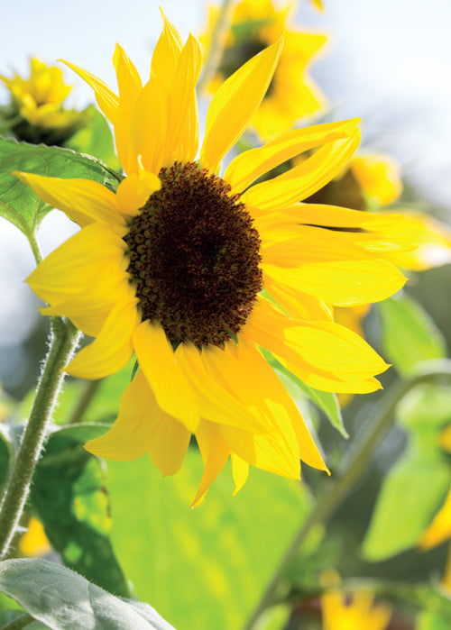 Blank Card - Sunflower  (Order in 6)
