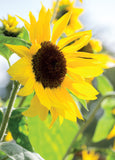 Blank Card - Sunflower  (Order in 6)