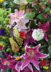 Blank Card - Stargazer Lilies  (Order in 6)