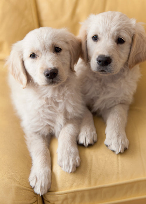 Blank Card - Retriever Puppies  (Order in 6)