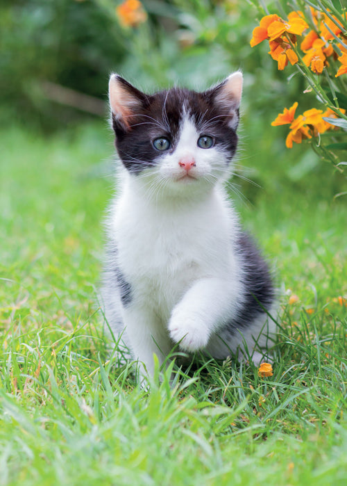 Blank Card - Adventurous Kitten  (Order in 6)