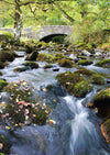 Blank Card - Rushing Stream  (Order in 6)