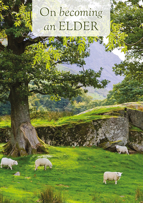 Elder Card - Sheep Under Tree  (Order in 6)