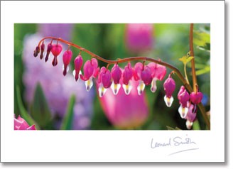 Blank - Pink Dicentra Flowers - KI Gifts Christian Supplies