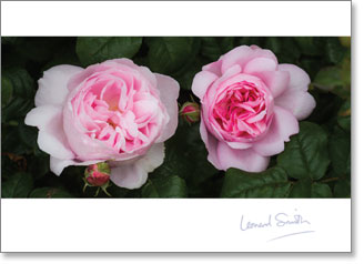 Inspire - Blank : Pink Rose study