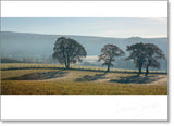 Inspire - Blank : Trees on a hill