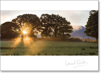 Inspire - Blank : Sunrise through trees
