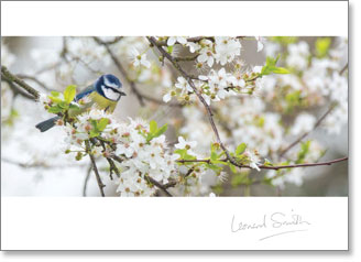 Inspire - Blank : Blue tit in blossom