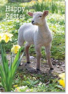 Happy Easter - Lamb In Daffodils (order in 6)