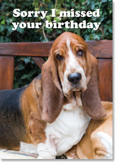 Sorry I Missed Your Birthday - Bassett On Bench (order in 6)