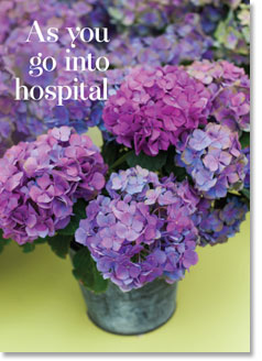 As you Go Into Hospital - Hydrangeas In Pots (ORDER IN 6)