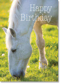 Happy Birthday : White horse grazing (order in 6)