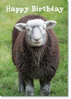 Happy Birthday: Herdwick Sheep