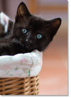 Blank : Black kitten in basket (order in 6)
