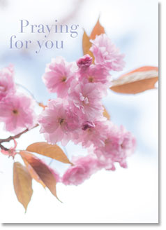 Praying For You :  Pink Cherry Blossom