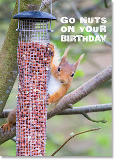 Happy Birthday : Red Squirrel