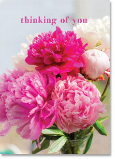 Thinking of You : Full Pink Paeonies (order in 6)