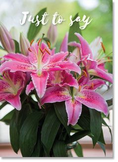 Just to Say: Stargazer lilies (order in 6)