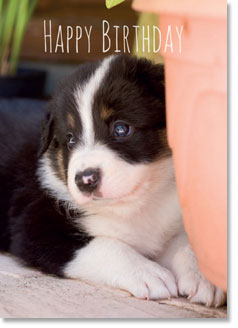 Happy Birthday : Border Collie pup (order in 6)