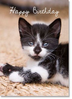 Happy Birthday - Black and white kitten (order in 6)