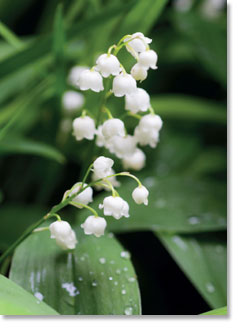 Blank : Close up lily of the valley   (order in 6)