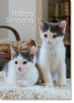 Happy Birthday - Grey and white kittens (ORDER IN 6)