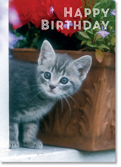Happy Birthday - Grey Kitten by Window box