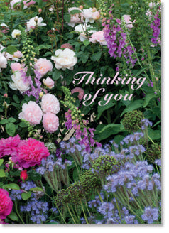 Thinking of You - Summer Flower Border (order in 6)