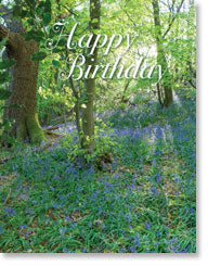 Happy Birthday - Bluebell Woods