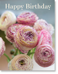 Happy Birthday - Pink Ronunculi